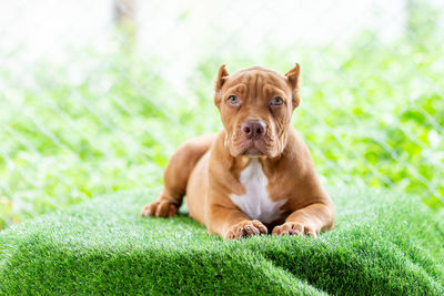 Dog sitting on grass