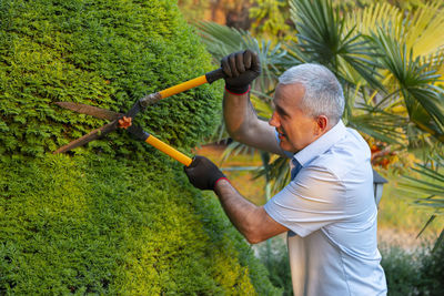 Mature gardener using scissors for trimming the branches. concept of garden decoration