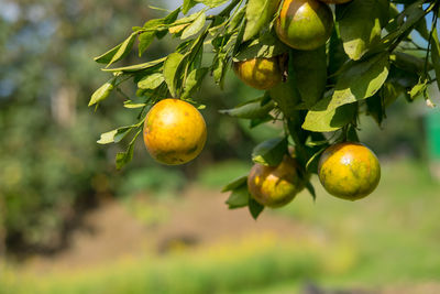 Close-up of fruits on tree