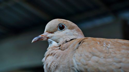 The brown dove has a short neck and stocky body, has a short slender beak and sharp eyes