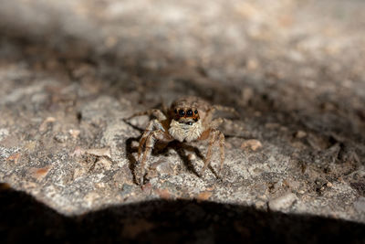 Close-up of spider