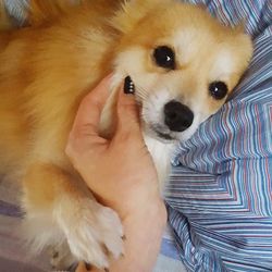 Close-up of puppy