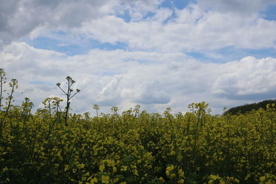 Plants growing on field against sky