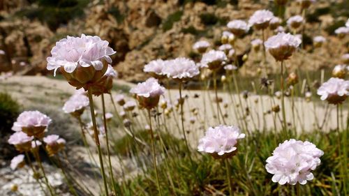 Close-up of flowers blooming outdoors