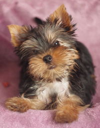 Portrait of puppy relaxing