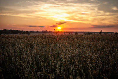 Scenic view of landscape at sunset