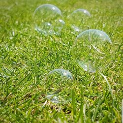 Close-up of grass in field