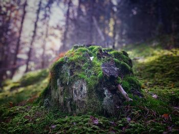 Close-up of moss growing on tree trunk