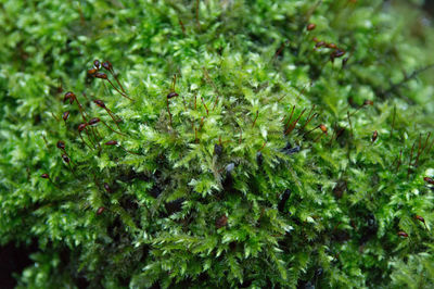 Close-up of snake on grass