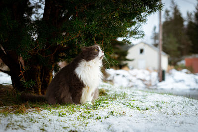 Cat looking away on field