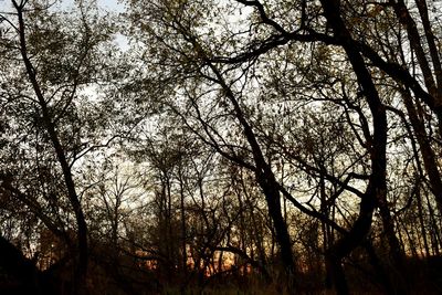 Low angle view of trees in forest