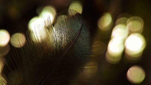 Close-up of feather