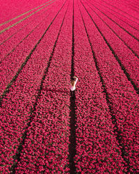 Tulip fields