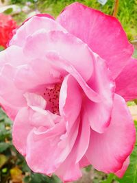 Close-up of pink flowers