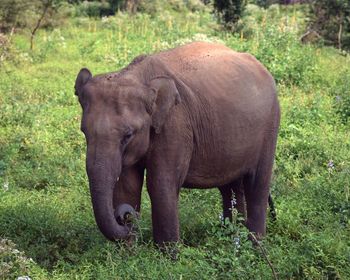 Elephant standing in a field