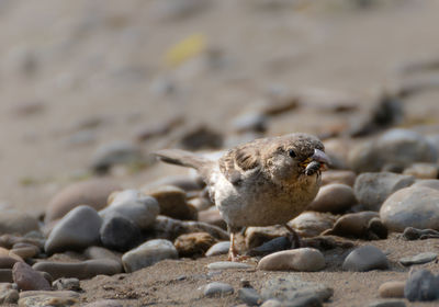 Close-up of bird perching on rock