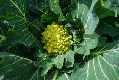 High angle view of vegetables on plant