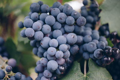 Close-up of red grapes in vineyard