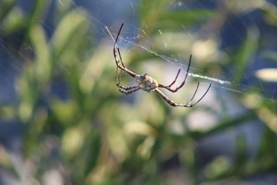 Close-up of spider on web