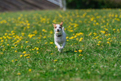 Dog looking away on field