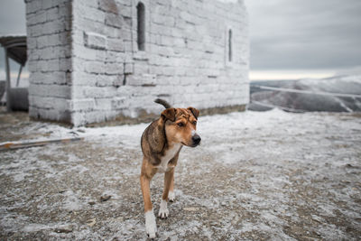 Dog standing on snow against sky