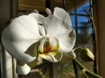 Close-up of white flower blooming outdoors