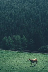 Horse grazing on field against trees