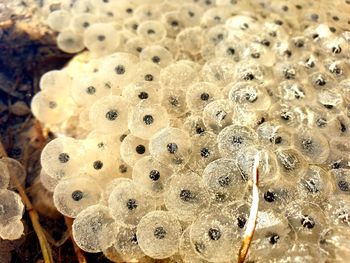 High angle view of crab on land