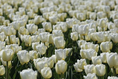 Full frame shot of flowers