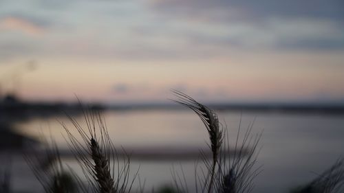 Close-up of stalks against sunset