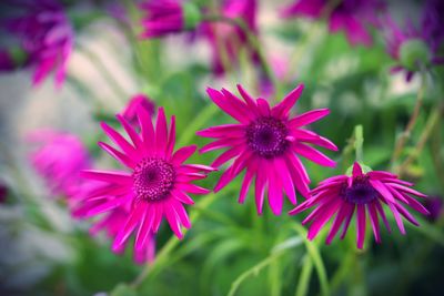 Close-up of pink flowering plants