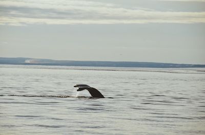 Swan swimming in sea against sky