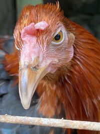 Close-up of a bird