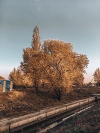 Trees on field against sky during autumn