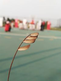 Close-up of dry leaf against sky