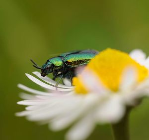 Close-up of insect on flower