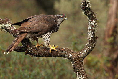 Close-up of eagle perching on branch