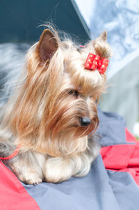 Close-up of dog looking away