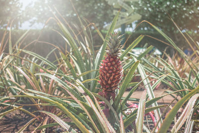 Close-up of pineapple growing in farm