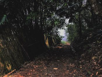 Trees in forest