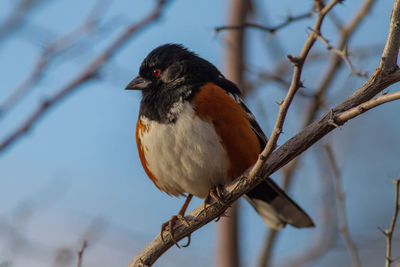 Close-up of bird perching on branch