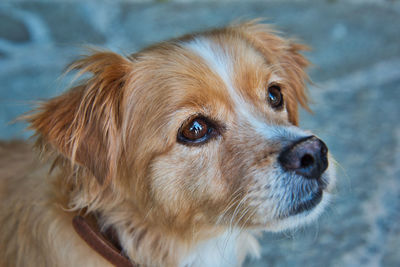 Close-up of dog looking away