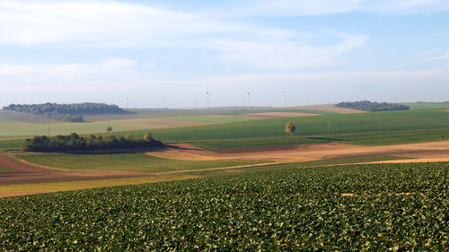 Scenic view of agricultural field against sky