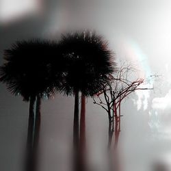 palm tree