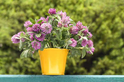 Close-up of pink flowering plants