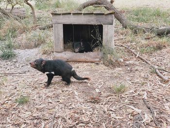 Cat in zoo