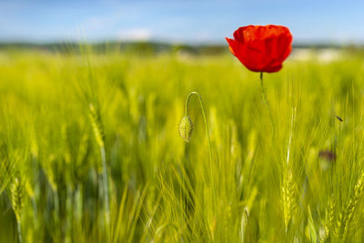 Undeveloped common poppy growing in a wheat field, in the background a poppy flower and field.