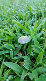 Close-up of plant growing on field