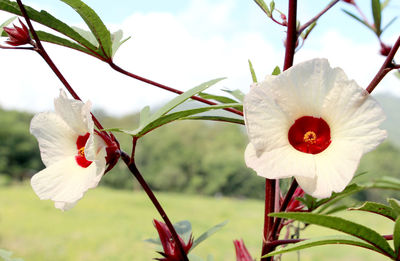 Close-up of white flowering plant