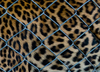 Close-up of zebra in zoo